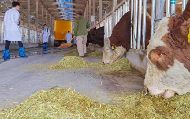 凍精改良技術驅動種業革新 海原縣打造畜牧業「芯片」新高地