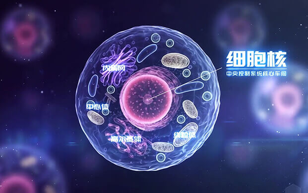 中國科學家揭示細胞核”應急工作站”機制 細胞罐助力炎癥疾病研究新突破